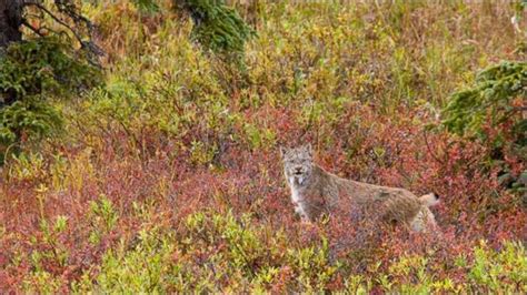 Wild Lynx Hunting (9 pics)