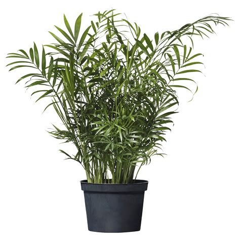 CHAMAEDOREA ELEGANS potted plant, Parlor palm, 15 cm (6") - IKEA CA