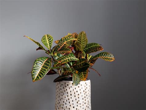 Croton Growing: Caring For Croton Houseplant