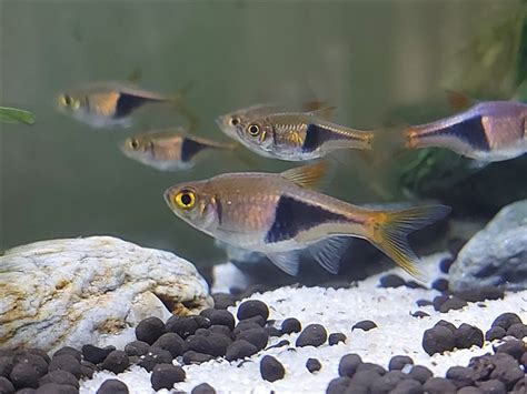 Lambchop Rasbora Vs Harlequin Rasbora: All You Should Know About Them