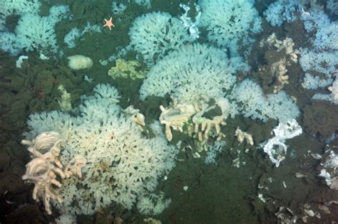 Scientists discover new species of sponge on deep-sea reefs off B.C.'s coast | CBC News