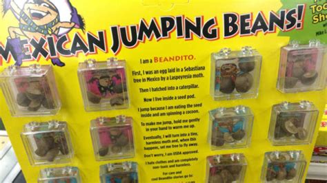 One Small Leap: The Enduring Appeal of Mexican Jumping Beans | Mental Floss