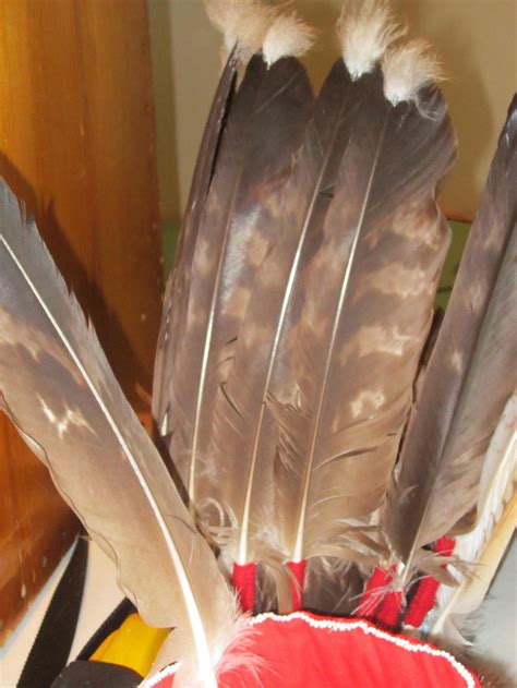 Golden eagle feathers by Hawkfeathercollector on DeviantArt