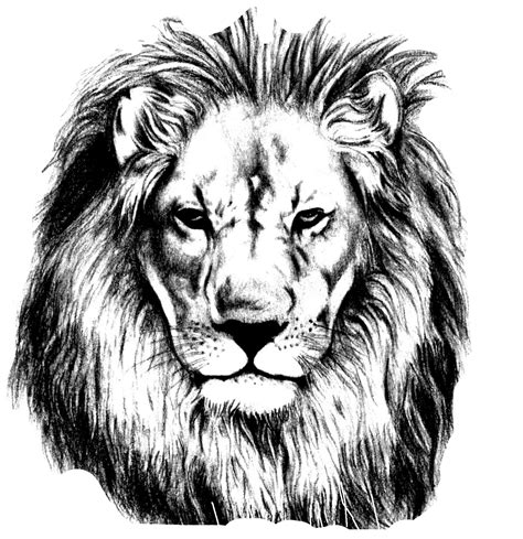 Download HD Vector Library Pencil Sketch Lions Head Transprent ...