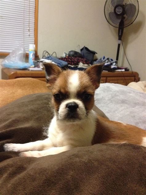 French Bulldog Shih Tzu Mix Puppies For Sale / Frenchie Shih Tzu Mix Puppies Online / The french ...