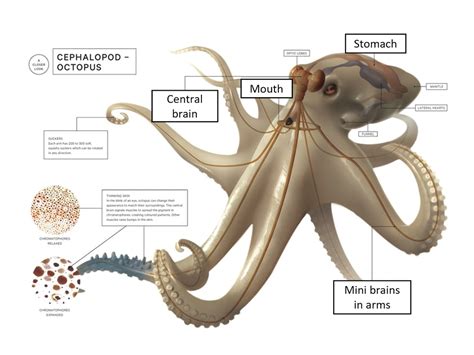 what is a group of octopus called