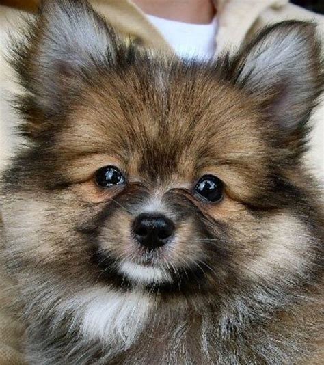 Papillon Chihuahua Mix Puppies For Sale Nz - Pets Lovers