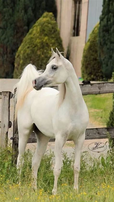 Pure White Arabian Horse