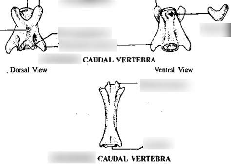 Caudal vertebrae Diagram | Quizlet