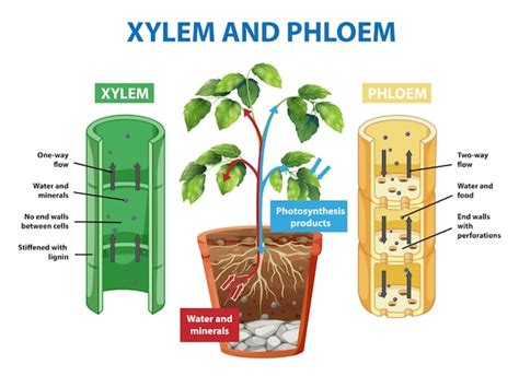 Xylem And Phloem Images - Free Download on Freepik