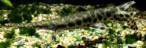 Gar Spotted in the Windy City: First Occurrence of the Primitive Fish – National Geographic Blog