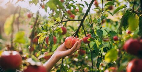 8 beautiful orchards around Montreal to go apple picking | Listed