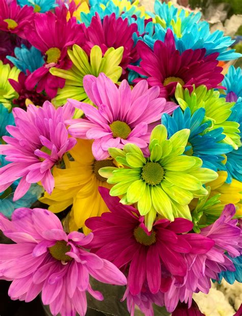 Pink Green Blue Multi Petaled Flowers · Free Stock Photo