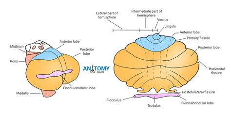 The Cerebellum