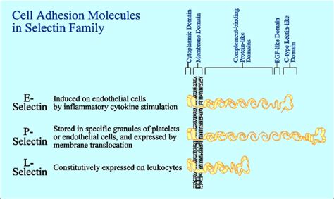 Selectin-mediated Cell Recognition and its Structural Basis