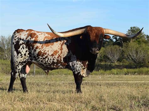 Longhorn Cows Images