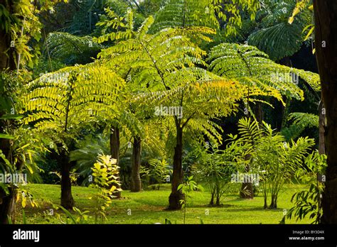 Xishuangbanna Tropical Botanical Garden, Menglun, Yunnan Province ...