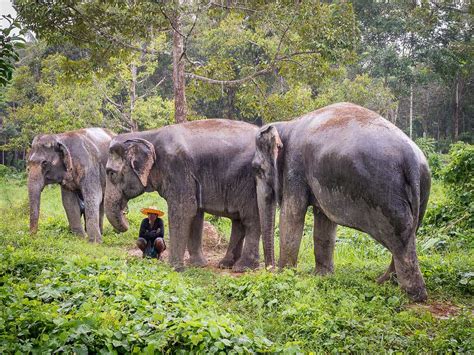 4 Ethical Elephant Sanctuaries In Phuket | Locations, Timings, Photos