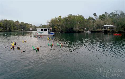 Enjoy A Swim with Manatees in Homosassa Springs, Florida - Meander & Coast