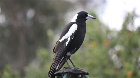 Magpie Swooping Season | VetChat