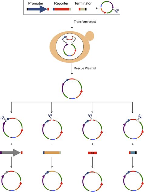 DNA Assembly Workflow and Flexibility. Example of a 4-fragment DNA... | Download Scientific Diagram