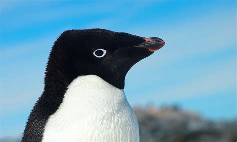 Breeding failure of nearly 20,000 Adélie penguins - WWF-Australia | Breeding failure of nearly ...