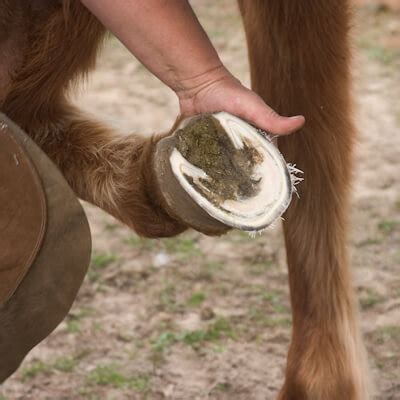 Taking your horse barefoot - The Brook Vet