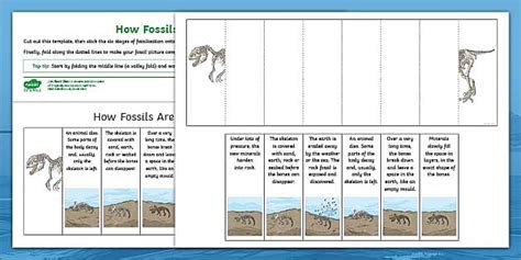 Ordering the Stages of Fossilisation Activity | Twinkl