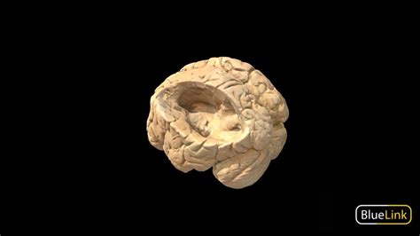 Neuroanatomy - A 3D model collection by UoB_Anatomy - Sketchfab