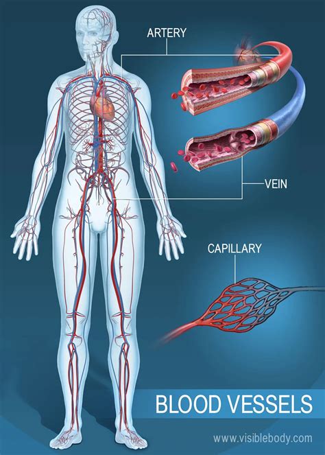 What Are The Major Blood Vessels In The Body Capillary Is A Tiny ...