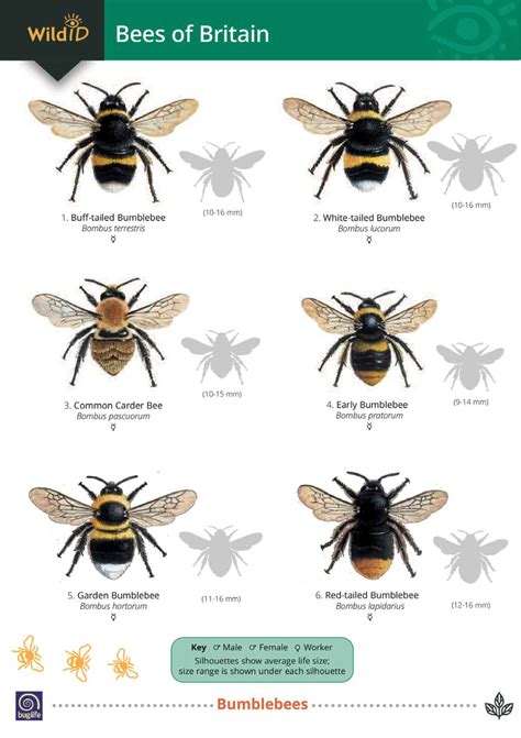 Types Of Bees | ubicaciondepersonas.cdmx.gob.mx