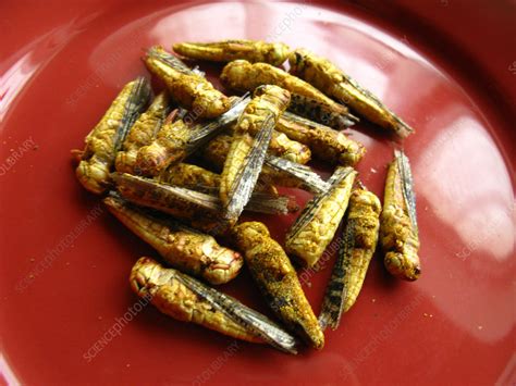 Edible insects - Stock Image - C033/3453 - Science Photo Library