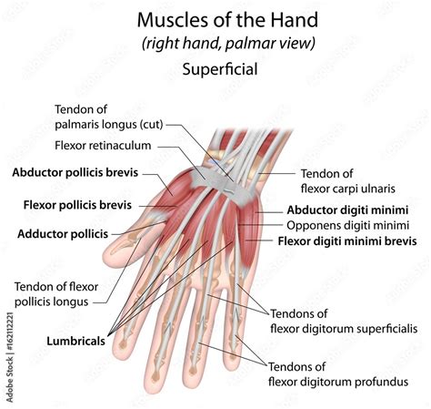 Hand muscles palmar aspect superficial labeled Stock Illustration | Adobe Stock