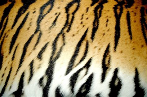 Premium Photo | Bengal tiger fur