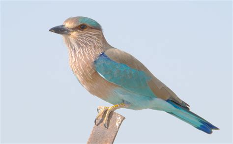 Indian Roller photos and wallpapers. Collection of the Indian Roller pictures