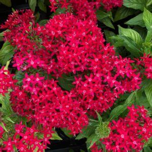 Pentas Dwarf Red | Bloom-Masters