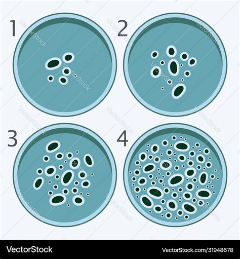 Bacteria growth stages bacterium in petri dishes Vector Image