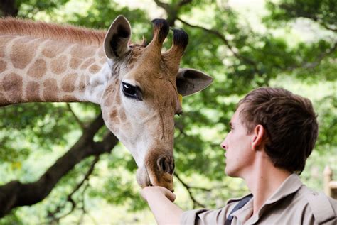 Giraffe-Feeding-and-viewing – Casela Nature Parks