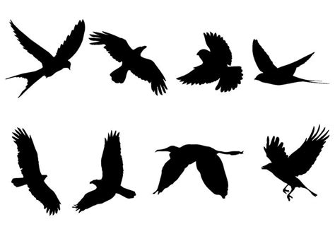 Birds Vector Png