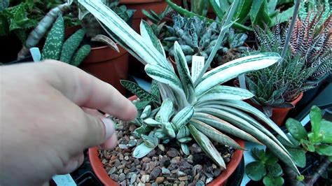 How to Care for and Grow Gasteria Succulent Plants – Desert Plants Of ...