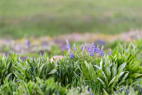 Local's List of Where to Find Colorado Wildflowers this Season