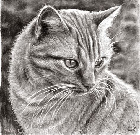 20+ Beautiful Realistic Cat Drawings To inspire you