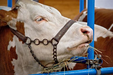 Simmental bull portrait in barn Photograph by Brch Photography - Fine Art America