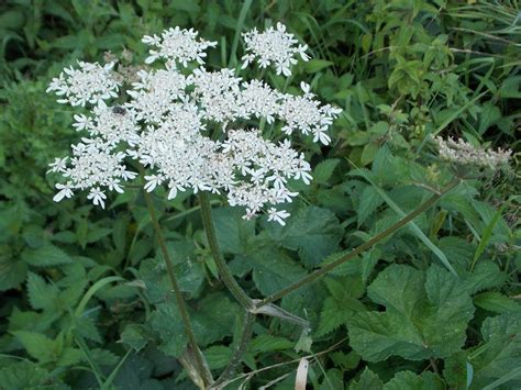 Common Hogweed Heracleum sphondylium - BRITISH NATURE GUIDE