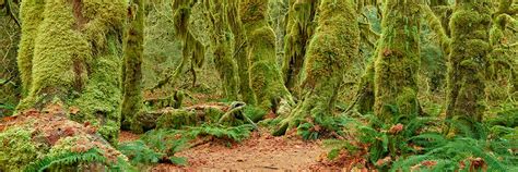 Hoh Rainforest, Olympic National Park, Washington - United States - Destin Sparks