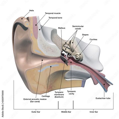 Human Ear Anatomy Cross Section View with Labels on White Stock ...