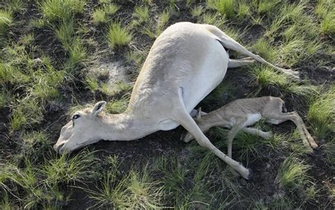 Why have more than 100,000 antelope died in just a few weeks? | Metro News