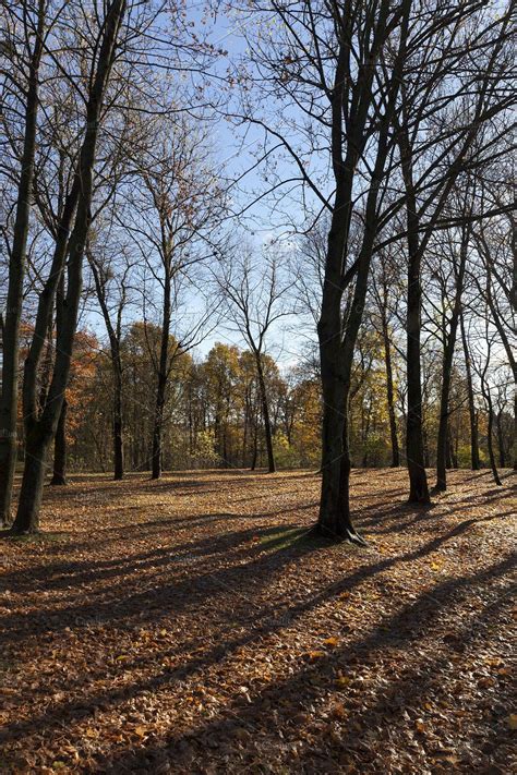 hilly territory in autumn season by rsooll Autumn Girl, Photo Backdrops, Deciduous Trees ...