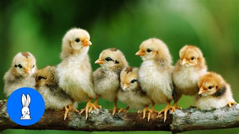 Baby Chickens Nesting - CUTEST Compilation - YouTube