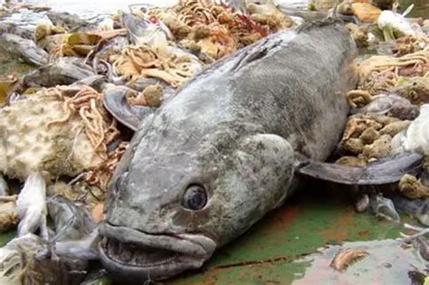 Antarctic Cod – Antarctic Toothfish – Dissostichus mawsoni - Fish